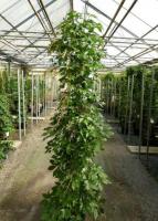 Vita de Canada -parthenocissus quinquefolia -10+5 gratis-1,5-1,8m