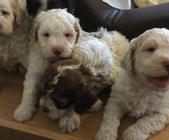 VAND CATEI LAGOTTO  ROMAGNOLO