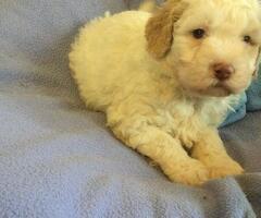 VAND CATEI LAGOTTO  ROMAGNOLO