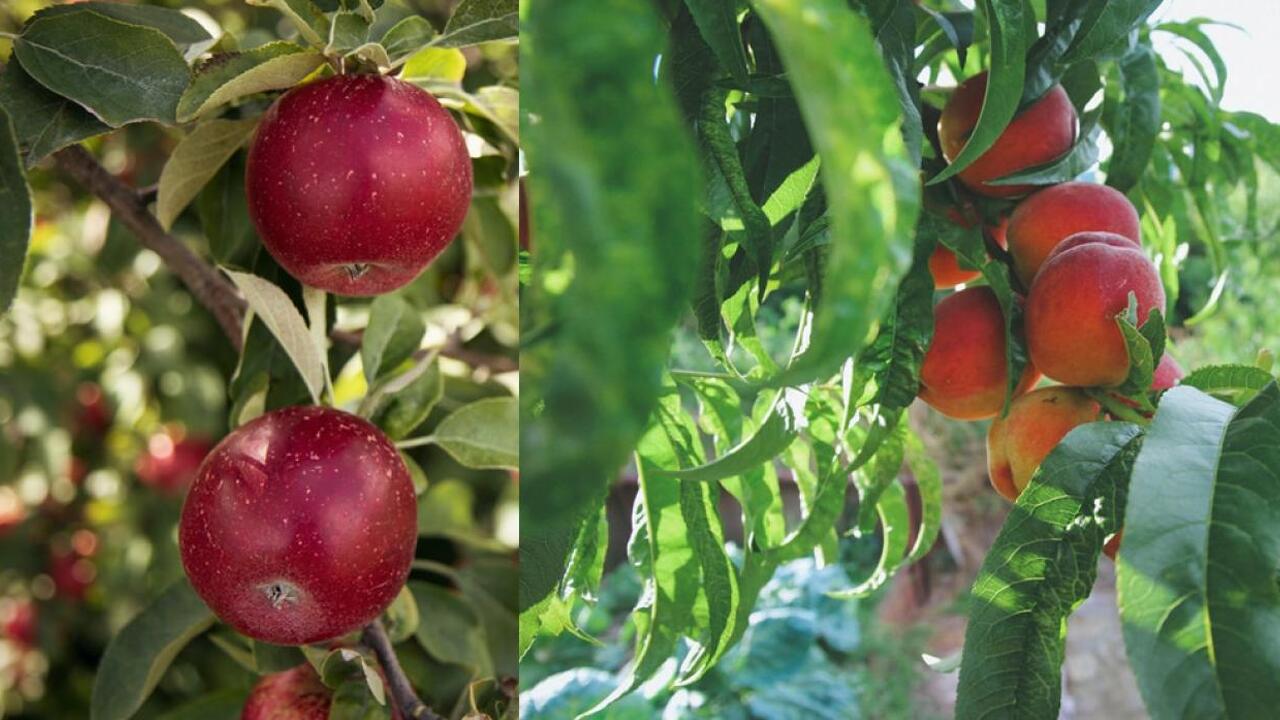Italia: Altoire Pomi Italia: Altoire Pomi