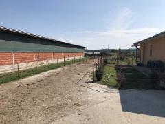 Lichidator judiciar vand ferma bovine - Satu Mare