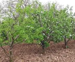 Teren pt.Centru Vinificatie,relaxare,impadurire(v.PNDR)podgoria Odobesti-Vrancea