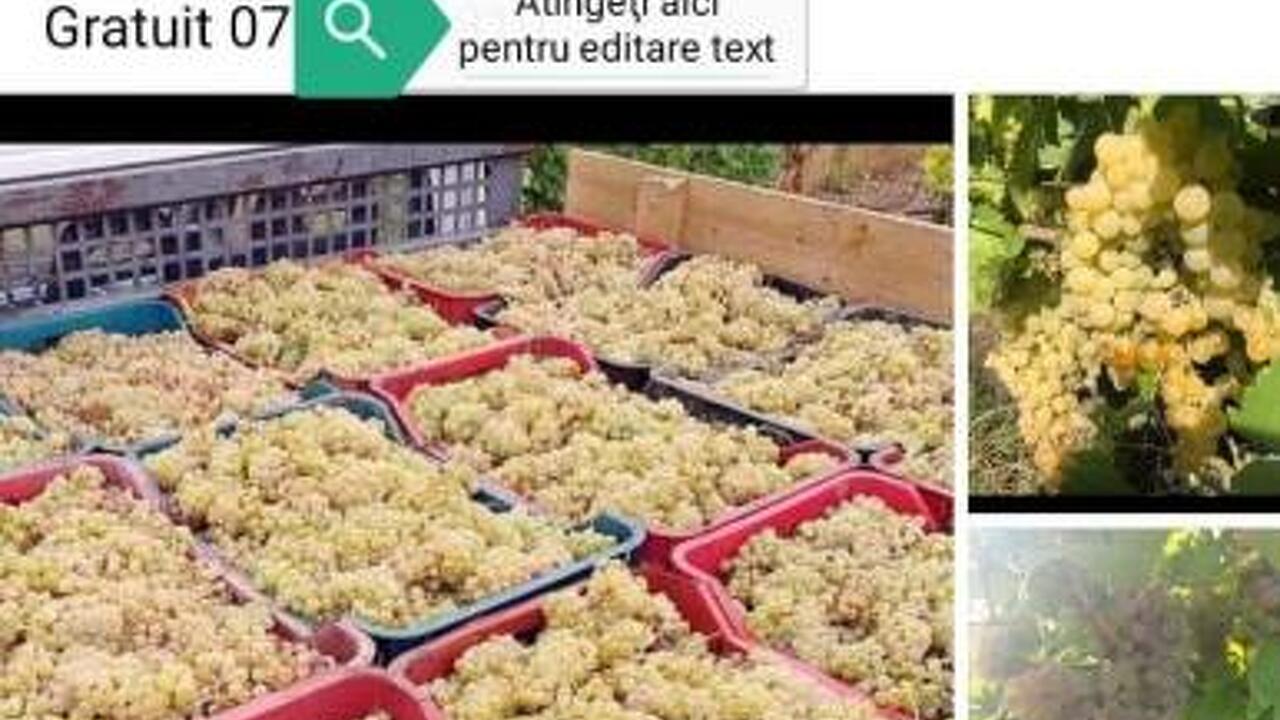 Vând struguri de vin Vând struguri de vin