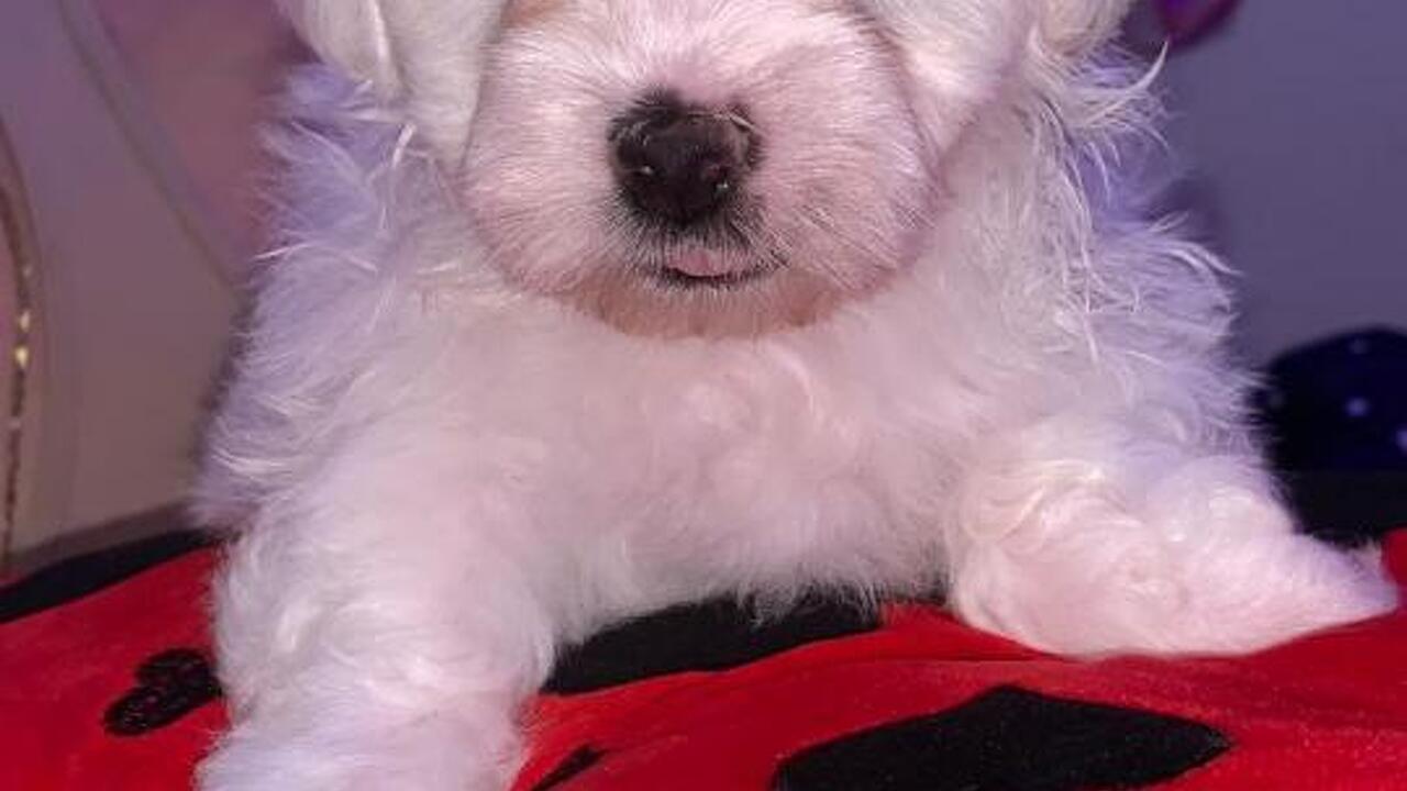 Bichon maltez Bichon maltez