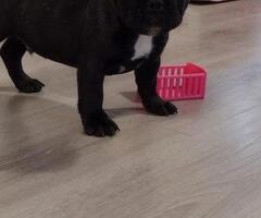 Bulldog francez cu pedigree