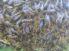 Roiuri de albine pe 5-6 rame de 3/4 sau 1/1 cu regine selectie 2022