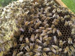 Roiuri de albine pe 5-6 rame de 3/4 sau 1/1 cu regine selectie 2023