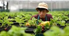 Muncitori din Asia,pentru cei care au nevoie de forță de muncă