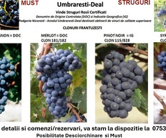 Vand Struguri Roșii Certificati DOC/IG: Cabernet, Merlot, Pinot, Syrah