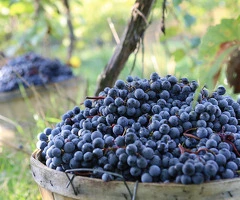 Vand Struguri Roșii Certificati DOC/IG: Cabernet, Merlot, Pinot, Syrah