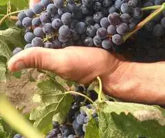 Vand Struguri Roșii Certificati DOC/IG: Cabernet, Merlot, Pinot, Syrah