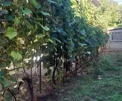 CASĂ DE VÂNZARE ÎN BRĂILA ÎN CARTIERUL PISC VIDIN