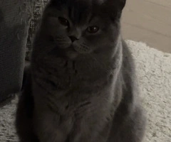 British shorthair