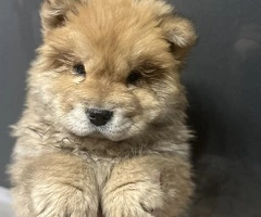 Pui chow chow disponibili