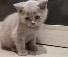 British shorthair liliac