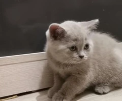 British shorthair liliac