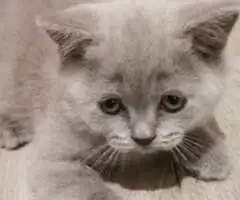 British shorthair liliac