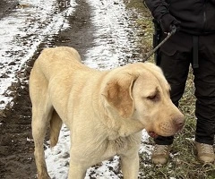 Vand catea Kangal – sănătoasă și jucăușă