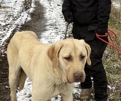 Vand catea Kangal – sănătoasă și jucăușă