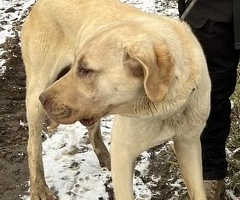 Vand catea Kangal – sănătoasă și jucăușă