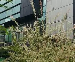 Vand imobil P+3 comercial, birouri, central Cina-Domino's