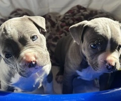 American Bully poket blue