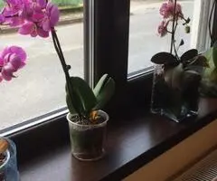 CASĂ DE VÂNZARE ÎN sat CIUGUD, JUD. ALBA