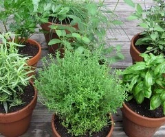 agricultura Germania-plante aromatice