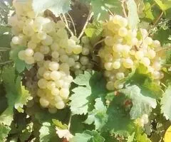 Ofer Teren Viticol in arenda in Buzau