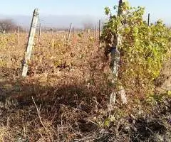 Vie Merlot Jaristea,Vasatura;10000lei(langa crama Sarba_drum asfaltat=Utilizabil+teren constructie