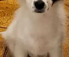 Bichon havanez pui 4 luni