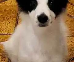 Bichon havanez pui 4 luni