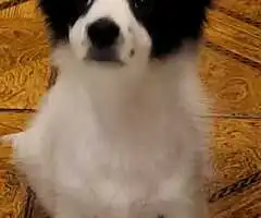 Bichon havanez pui 4 luni