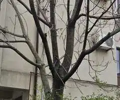 INCHIRIERE SPATIU BIROU 300 MP- DOAMNA GHICA, BUCURESTI