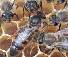 Matci imperecheate natural . Matci neimperecheate . Botci 2026