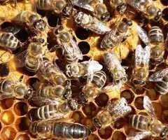 Matci imperecheate natural . Matci neimperecheate . Botci 2026
