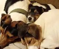 jack russel terrier
